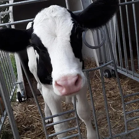 Kleinhotel Steinau-rabenstein Gbr 3* Steinau an der Straße