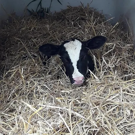 Kleinhotel Steinau-rabenstein Gbr Hotell Steinau an der Straße