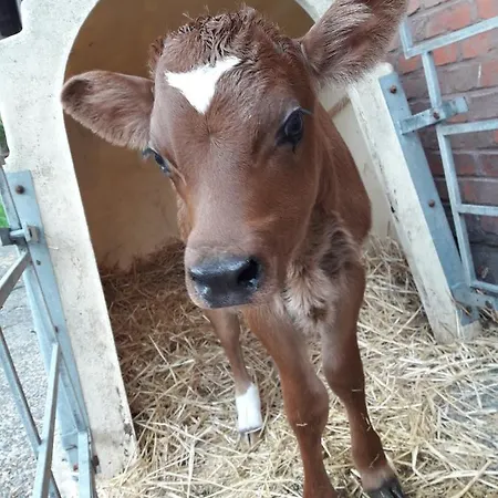 Kleinhotel Steinau-rabenstein Gbr Steinau an der Straße
