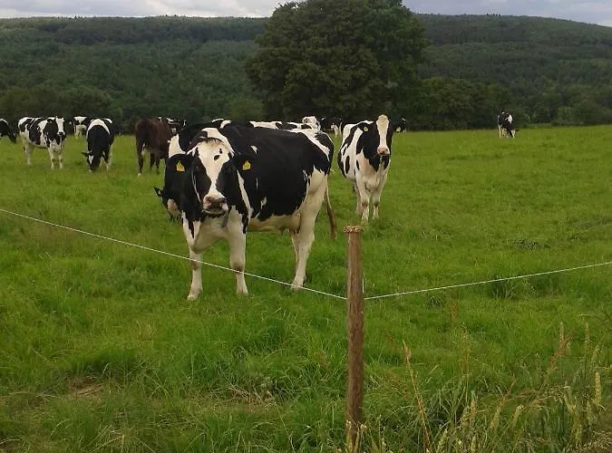 Kleinhotel Steinau-rabenstein 3*